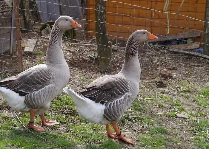 Ajjana Chambres D'hotes *