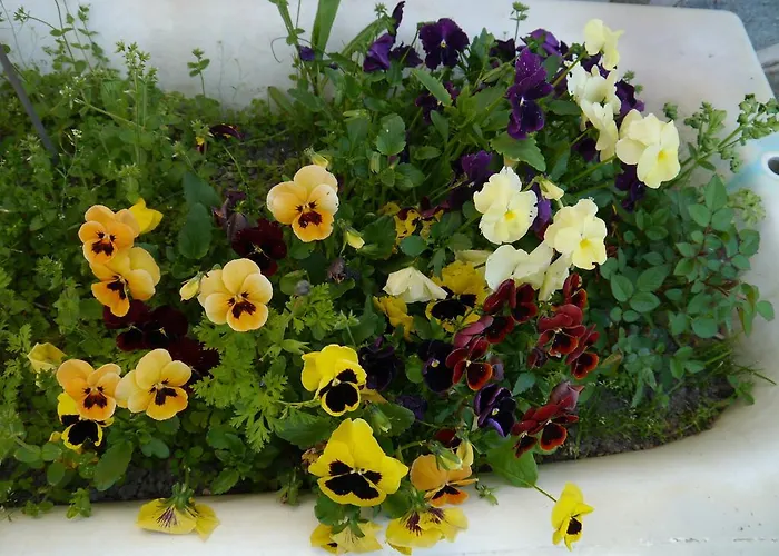 Ajjana Chambres D'hotes ベッド・アンド・ブレックファスト *